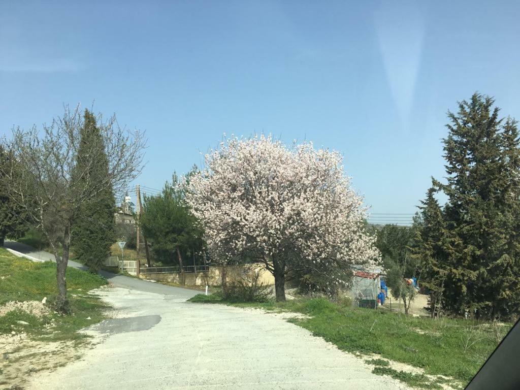 Willa Haven Limassol Zewnętrze zdjęcie